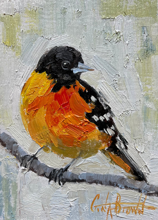 Baltimore Oriole