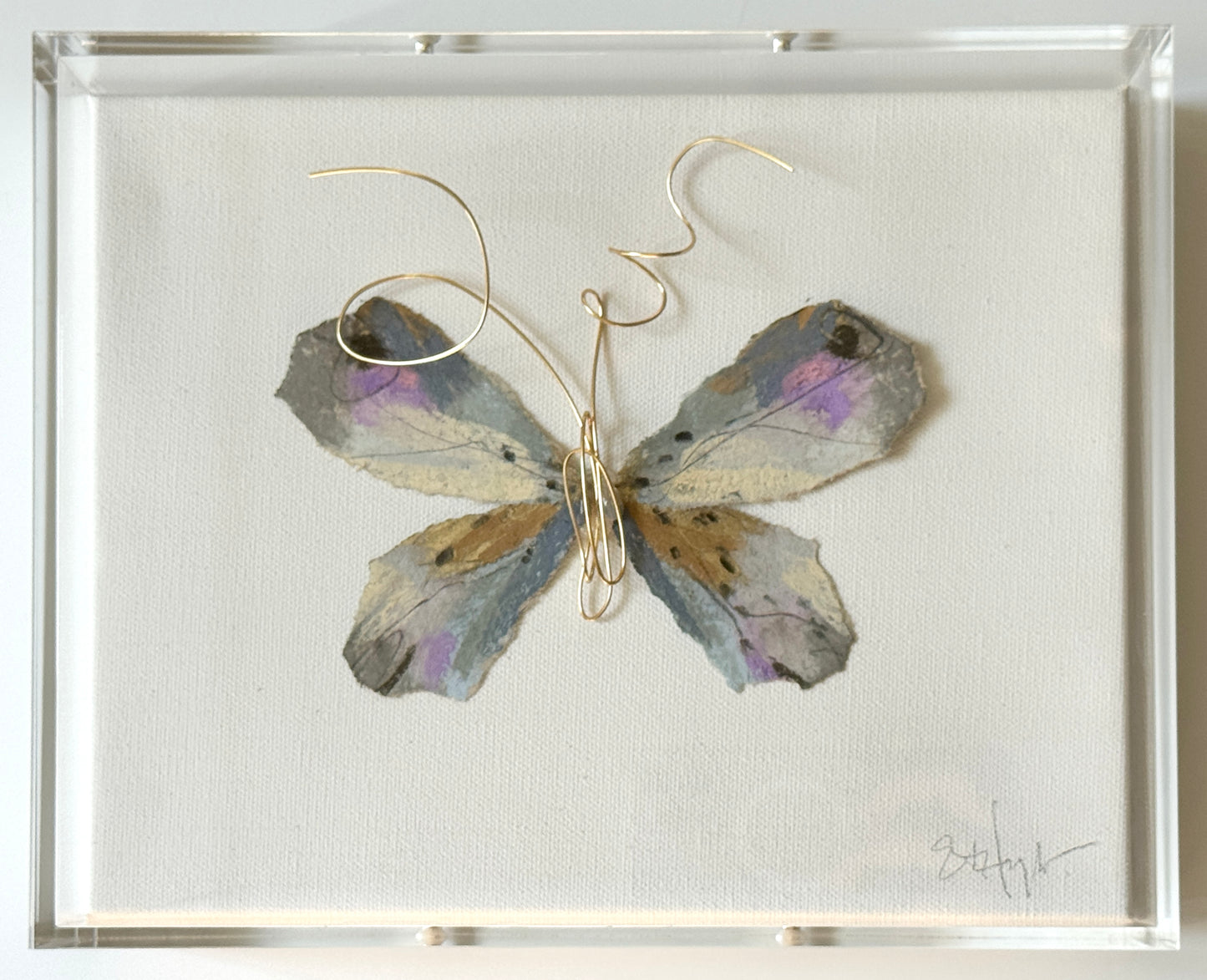 Butterfly Taxidermy 7