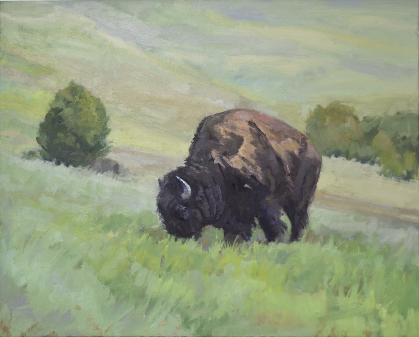 Badlands Bison