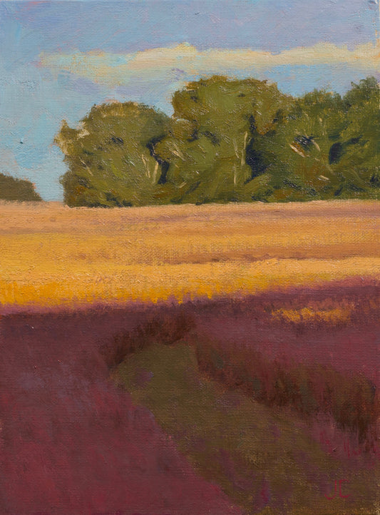 Broomsedge Golden Light 3