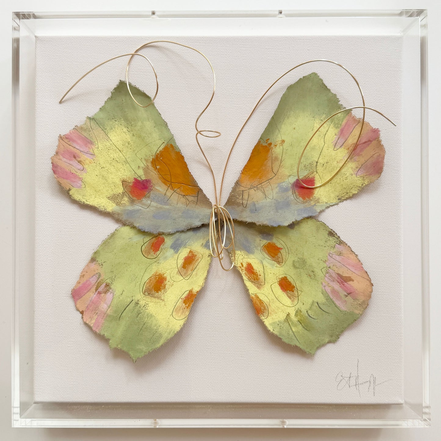Butterfly Taxidermy 8