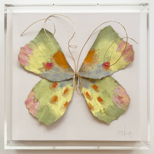 Butterfly Taxidermy 8