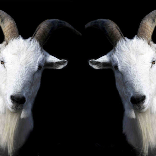 Double Trouble