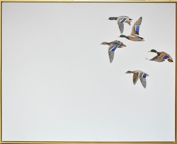Ducks
