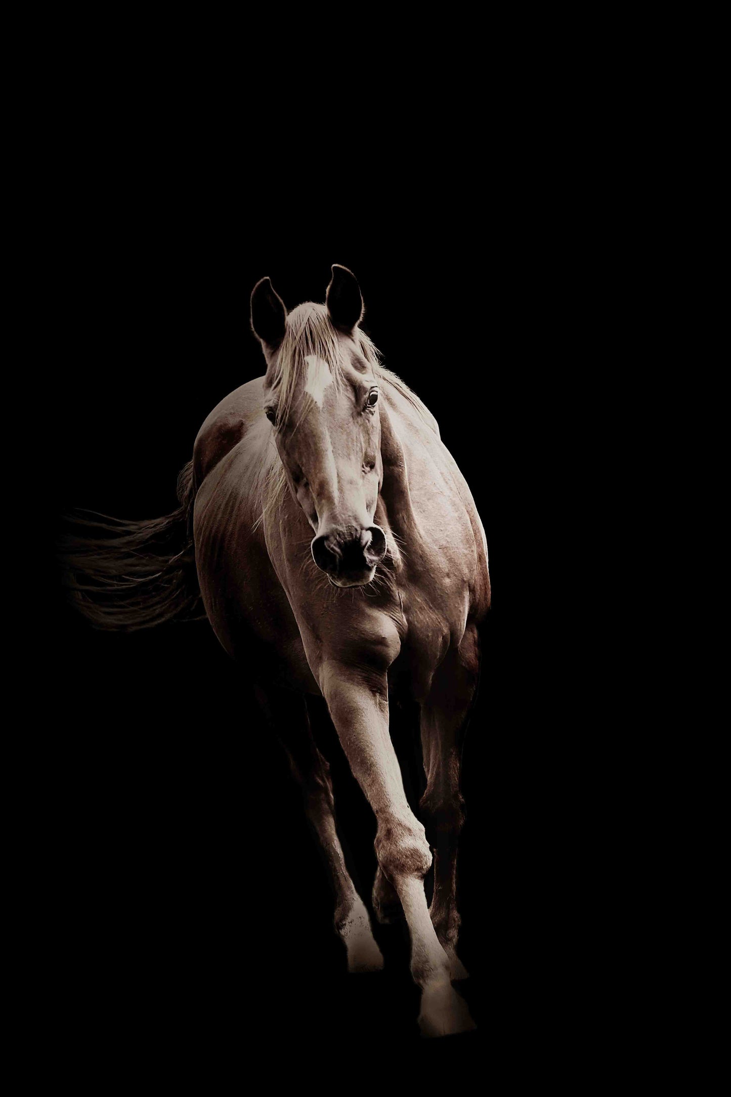 Free Rein