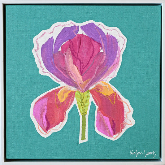 Hot Pink Iris