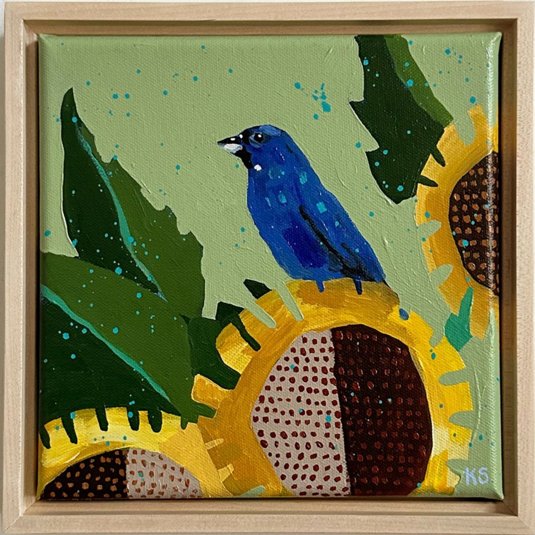 Indigo Bunting 3